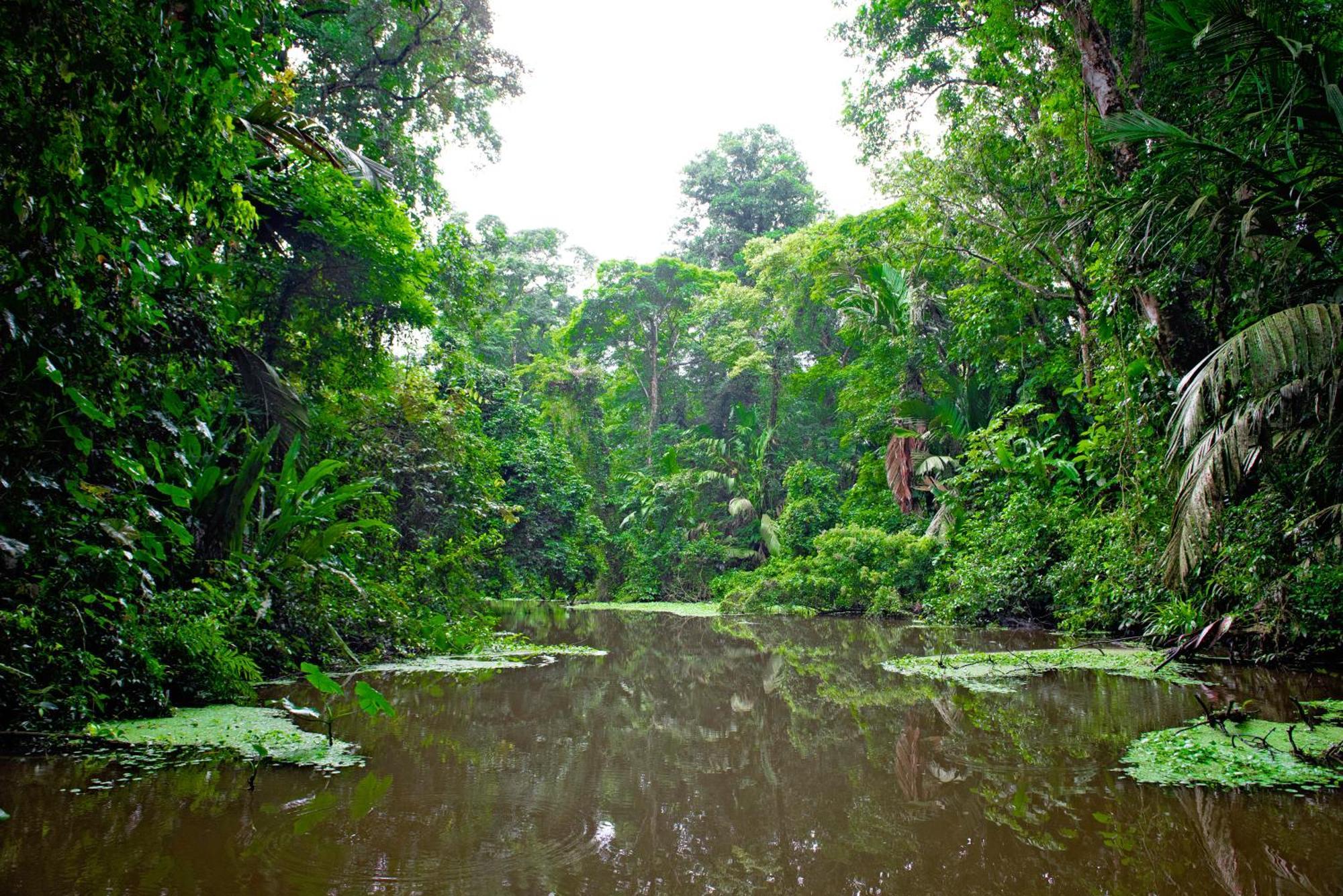 The Corner House Lägenhet Tortuguero Exteriör bild